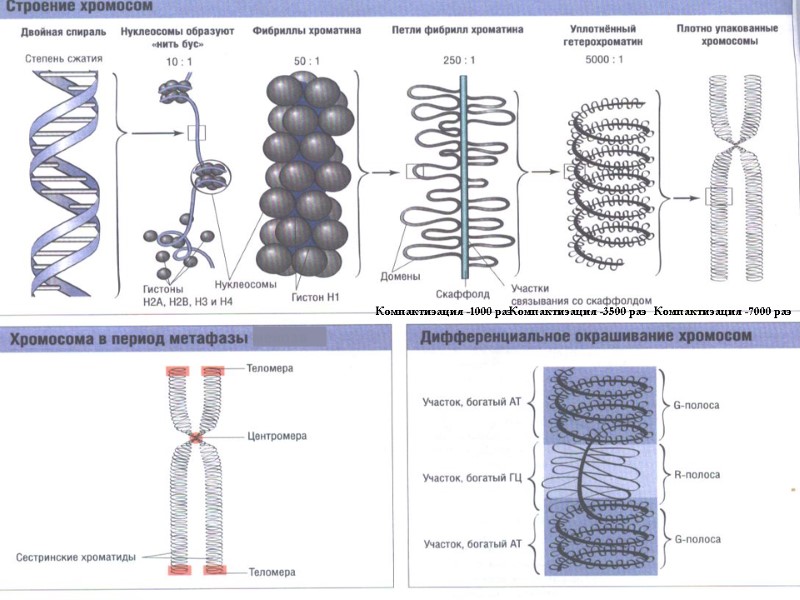 Компактизация -7000 раз Компактизация -3500 раз Компактизация -1000 раз
